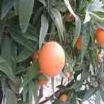 Tangerine - Citrus reticulata ���ܺ�o