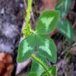 Clove Leaf - Eugenia carophyllate B S