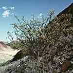 Myrrh - Commiphora myrrha �S�� ������S