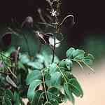 Gurjun Balsam-Dipterocarpus turbinatus �j�孻�ת�����S