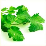 Coriander-Coriandrum sativum ʹ�h�B�J�h�M�n�����o
