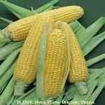 Corn�ɦ̪o������¦�o