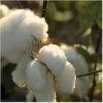 Cottonseed�֪��o������¦�o