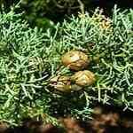 Cypress French - Cupressus sempervirens �k�굷�f�M�n�����o