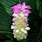 Curcuma - Curcuma aromaticum ����������S