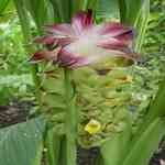 Turmeric - Curcuma longa ������o