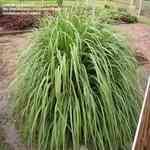 Citral - Cymbopogon citratus �f�c���T�M�n�����o