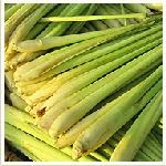 Lemongrass Cochin - Cymbopogon flexuosus �f�c���T�M�n�����o