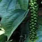 Jamarosa Root - Cymbopogon Khasans �������T�M�n�����o