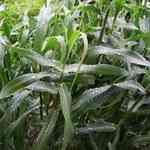 Palmarosa - Cymbopogon martinii ������ ������S