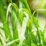 Citronella Ceylon - Cymbopogon nardus ���T�M�n�����o