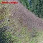 Afrgon Bluegrass-Cymbopogon validus �D�w����ݲM�n�����o