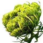 Carrot Seed - Daucus carota �J�ڽ��� ������S