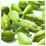 Cardamom - Elettaria cardamomum ���M�M�n�����o