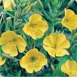 Evening Primrose�먣�󦳾���¦�o