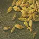 Fennel Bitter - Foeniculcm vugare amara �W���� ������o