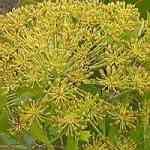 Galbanum - Ferula Galbaniflua �ժQ���M�n�����o