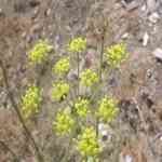 Fennel Sweet - Foeniculum vulgar �������M�n�����o