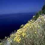 Helychrisum Corsica- Helichrysum italicum ŮqqjQä[ S