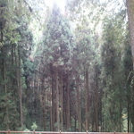 Hinoki-Chamaecyparis Obtuse Siebold & Zucc. �̤���S