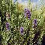 Hyssop - Hyssopus officinalis ������M�n�����o