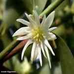 Aniseed - Illicium verum ������ ������S