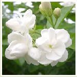 Jasmine Sambac - Jasminum sambac �F�ڭ[��������S