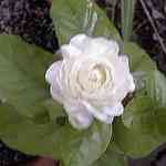 Jasmine- Jasminum grandiflorum �[��������S