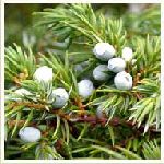 Juniperberry Himalayan - Juniperus CommunisߺԶQGMno