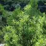 Cade-Juniperus oxycedrus QMno