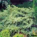 Cedarwood Virginian-Juniperus virginiana NȳQS