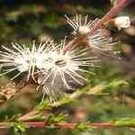 Kunzea - Kunzea Ambigua �ڨ��M�n�����o