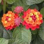 Lantana - Lantana camara ���դ��M�n�����o