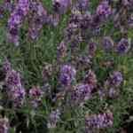 Lavender Australian - Lavandula angustifolia �D�w�u���Ȧ��M�n�����o