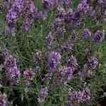 Lavender Croatian - Lavandula angustifolia �Jù�a���Ȧ�������S