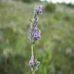 Lavandin Grosso - Lavandula latifolia ��ù�����Ȧ�� ������o