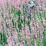 Lavender Commercail - Lavandula officinalis uȦ S