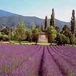 Lavender Mont Blanc - Lavandula angustifolia �����C�J�Ȧ��M�n�����o