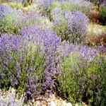 Lavender Population - Lavandula angustifolia ��ù���s�Ȧ�� ������S