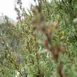 Kanuka - Leptospermum ericoides æկMno