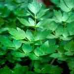 Lovage Leaf - Levisticum officinalis �W���󸭲M�n�����o