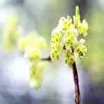 Litsea Cubeba - Litsea cubeba �s���ԡB�s�a�l�M�n�����o