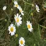 Chamomile German Blue -Matricaria chamomilla�w���Ŭv�̵� (�I���Q)������S