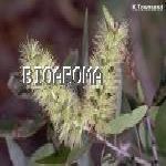 Niaouli - Melaleuca viridiflora ���դd�h ������o