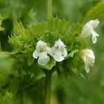 Lemon Balm-Melissa officinalis �f�c������ ������S