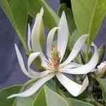 Champaka - Michelia alba �ե���������S