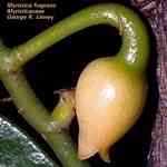 Nutmeg - Myristica fragrans �ר��M���o