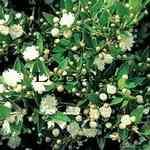 Lemon Myrtle - Backhousia citriodora �f�c����]����� ������S