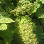 Spikenard - Nardostachys jatamansi �J�̪Q ������S