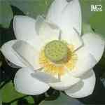 Lotus White - Nelumbo nucifera �ս��קl�k��o